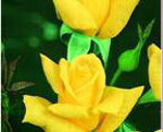 THEA HYBRIDA - Buccaneer (floare mare)