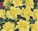 POLYANTHA soiul Golden Delight (mai multe flori in buchet)