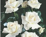 POLYANTHA soiul White (mai multe flori in buchet)