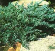 Juniperus sabina nana
