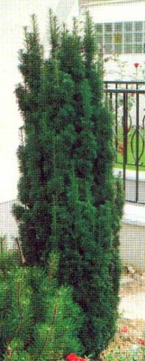 Taxus baccata 