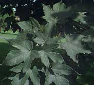 Acer pseudoplatanus - artar -
