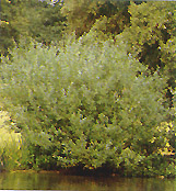 Salix gracilis - salcie - 
