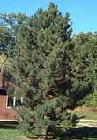 Pinus nigra - pin negru - 