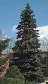 Picea pungens - molid - 
