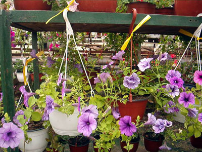 Productie flori. Poza 384