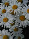 Chysanthemum leucanthemum - margarete -