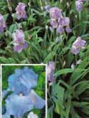 Iris germanica - iris, stanjenel -