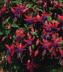 Fuchsia hybrida - cercelus -